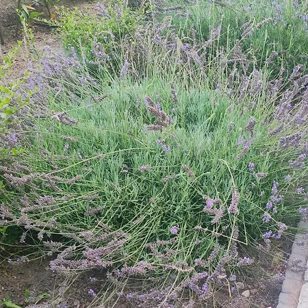 Dworek Biala Dama Klimatyczne 4* Γκνιέζνο