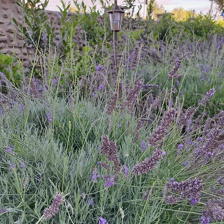 Πανσιόν Dworek Biala Dama Klimatyczne