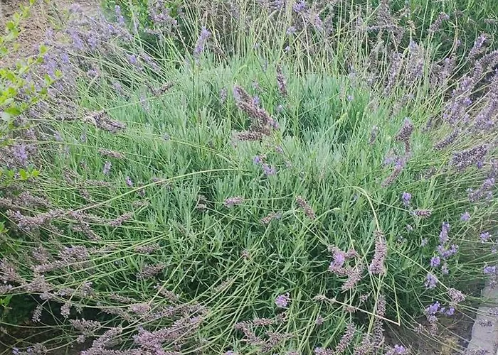 Dworek Biała Dama Klimatyczne 4* Gniezno