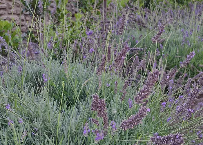 Pensjonat Dworek Biała Dama Klimatyczne